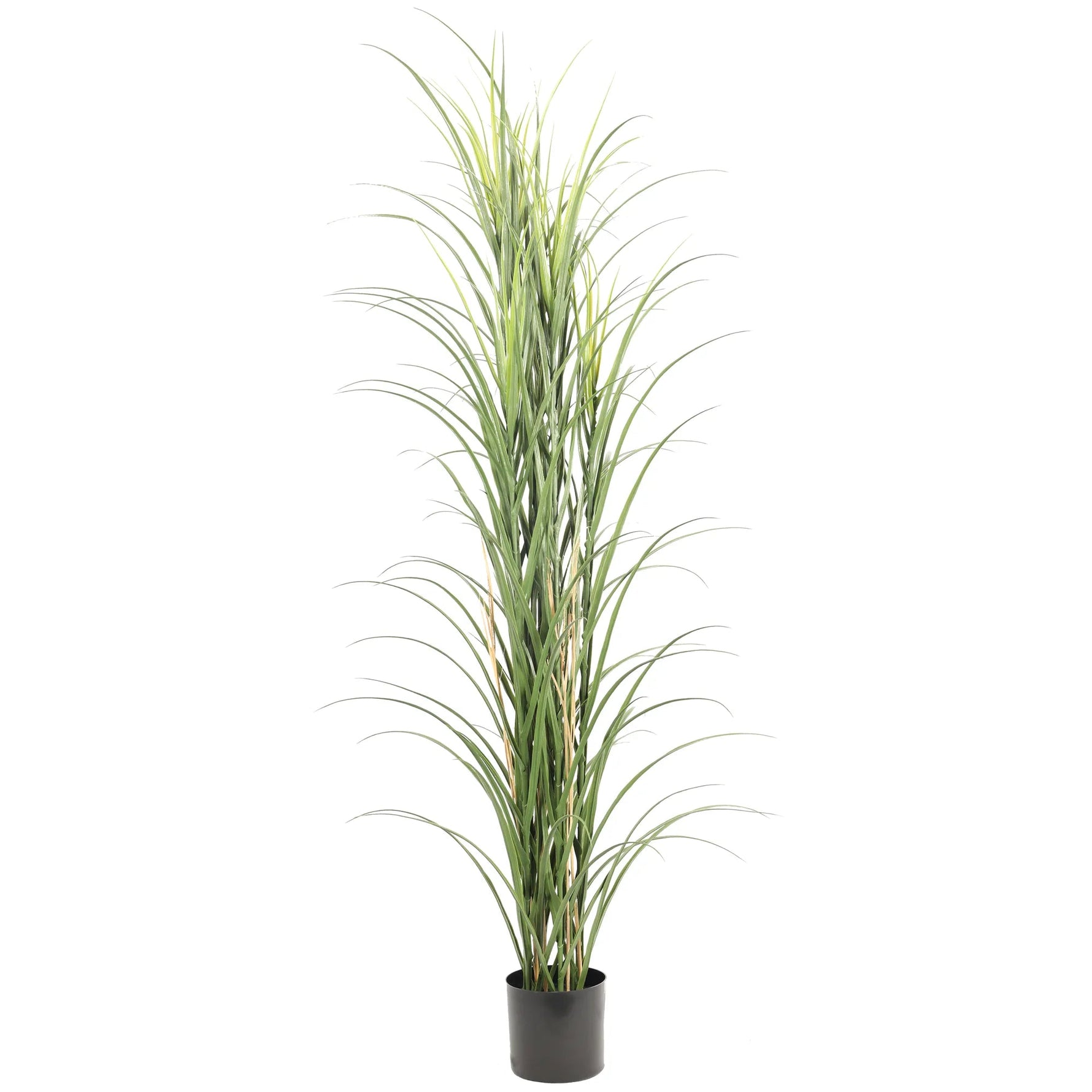 Potted plant with long green leaves on a white background