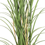 Green plant with long leaves on a white background