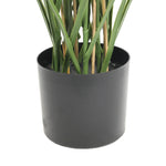Potted plant with green stems in a black pot on a white background