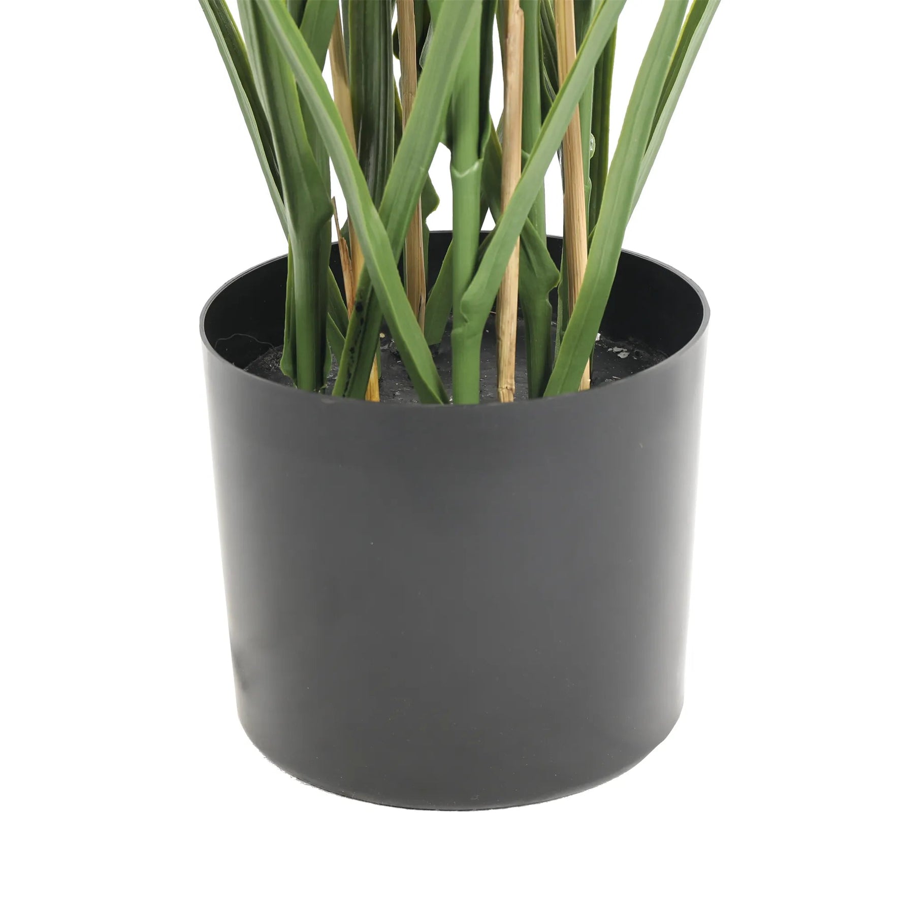 Potted plant with green stems in a black pot on a white background