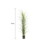 Potted plant with measurement label on a white background