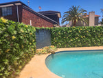 Pool area with hedges, plants, and a house in the background