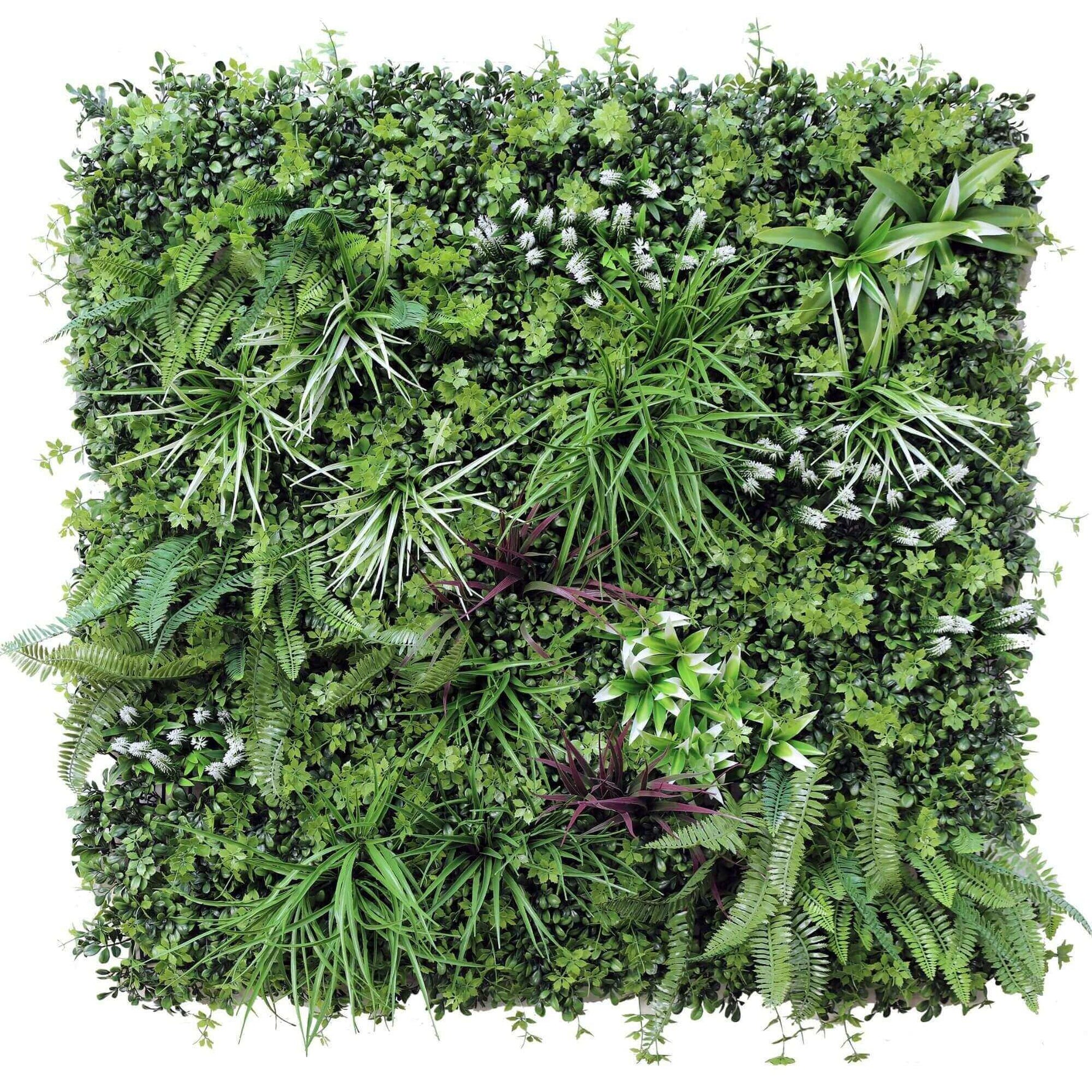 Square arrangement of various green plants on a white background