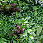 Varied green plants including ferns and grasses in a natural setting