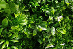 Luxury White Lily Vertical Garden Green Wall Panel 1m x 1m – SGS UV Resistant - Designer Vertical Gardens artificial garden wall plants artificial green wall australia