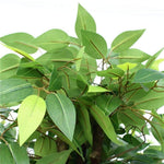 Mixed Green Bushy Artificial Ficus Tree 180cm - Designer Vertical Gardens artificial garden wall plants artificial green wall australia
