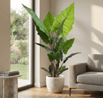 Large potted plant in a living room with a couch and window in the background