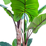 Close-up of a green leafy plant with a white background