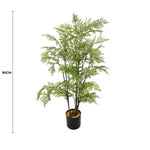 Potted fern plant with a height measurement of 90cm on a white background