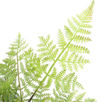 Close-up of green fern leaves on a white background