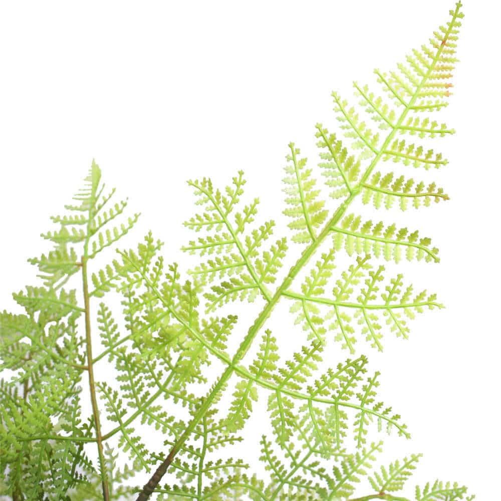 Close-up of green fern leaves on a white background