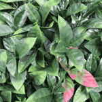 Close-up of green leaves with a pink leaf in the foreground