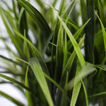 Close-up of green plant leaves with a blurred background