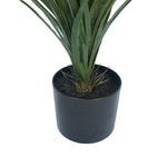 Potted plant with green leaves in a black pot on a white background