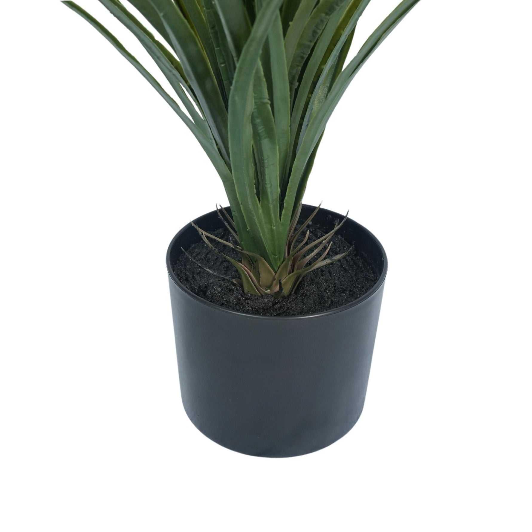 Potted plant with green leaves in a black pot on a white background