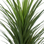 Close-up of a green plant with long leaves on a white background