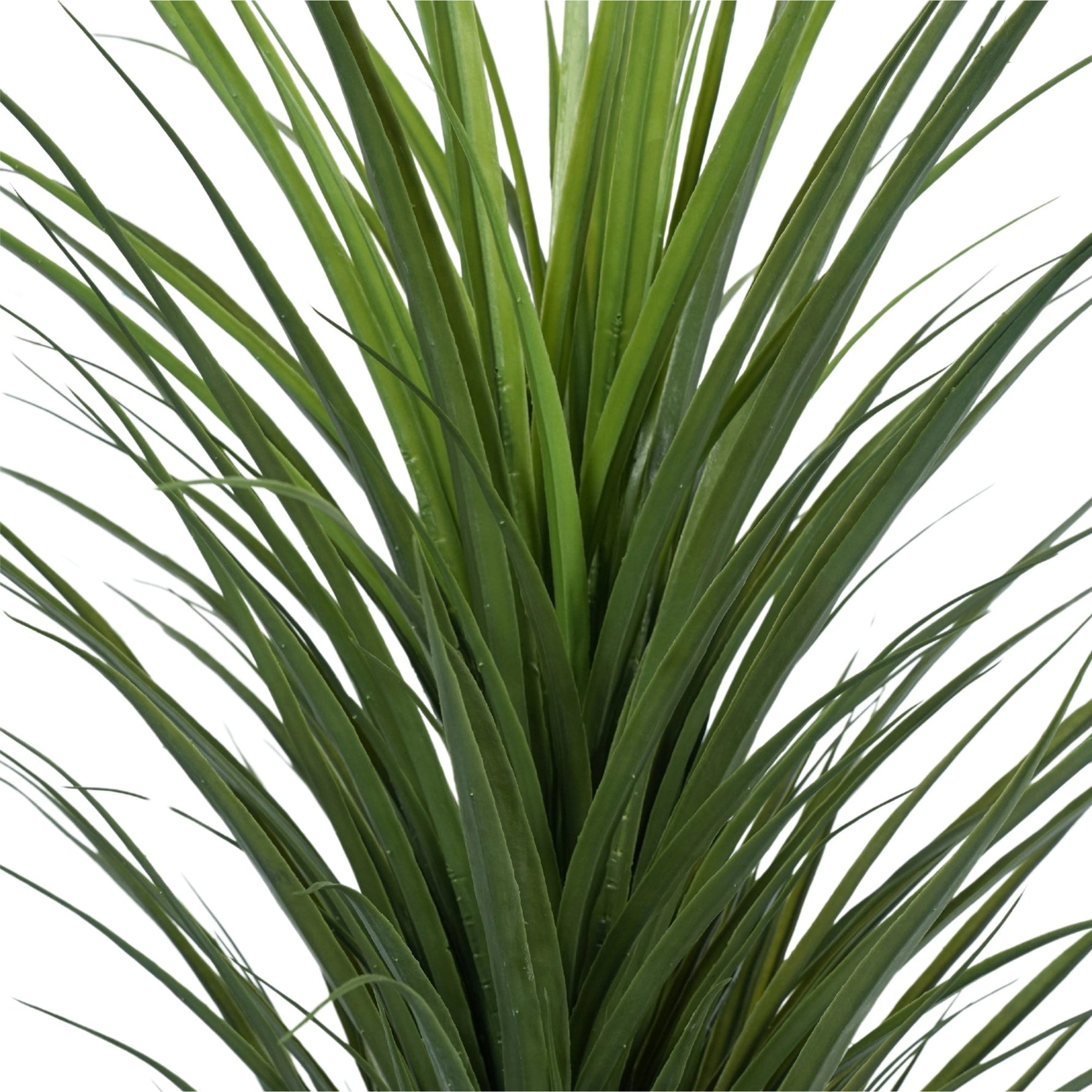 Close-up of a green plant with long leaves on a white background