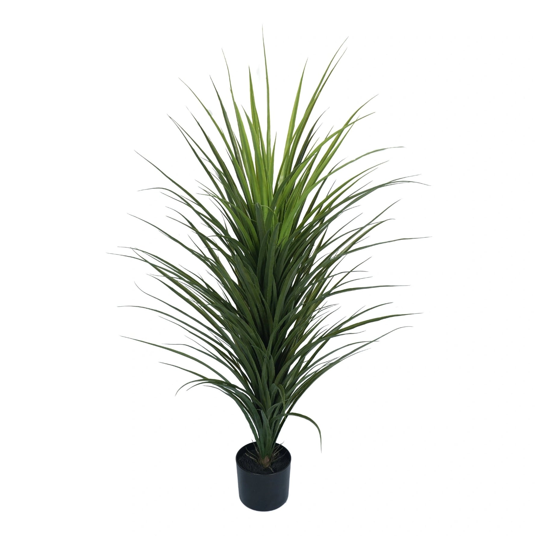 Potted plant with long green leaves on a white background