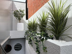 Indoor setting with plants on a ledge and a white wall.