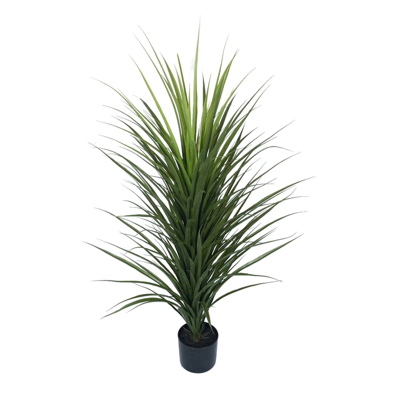 Potted plant with long green leaves on a white background
