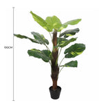 Potted plant with dimensions indicated on a white background