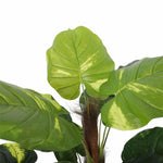 Close-up of a green leafy plant with a white background