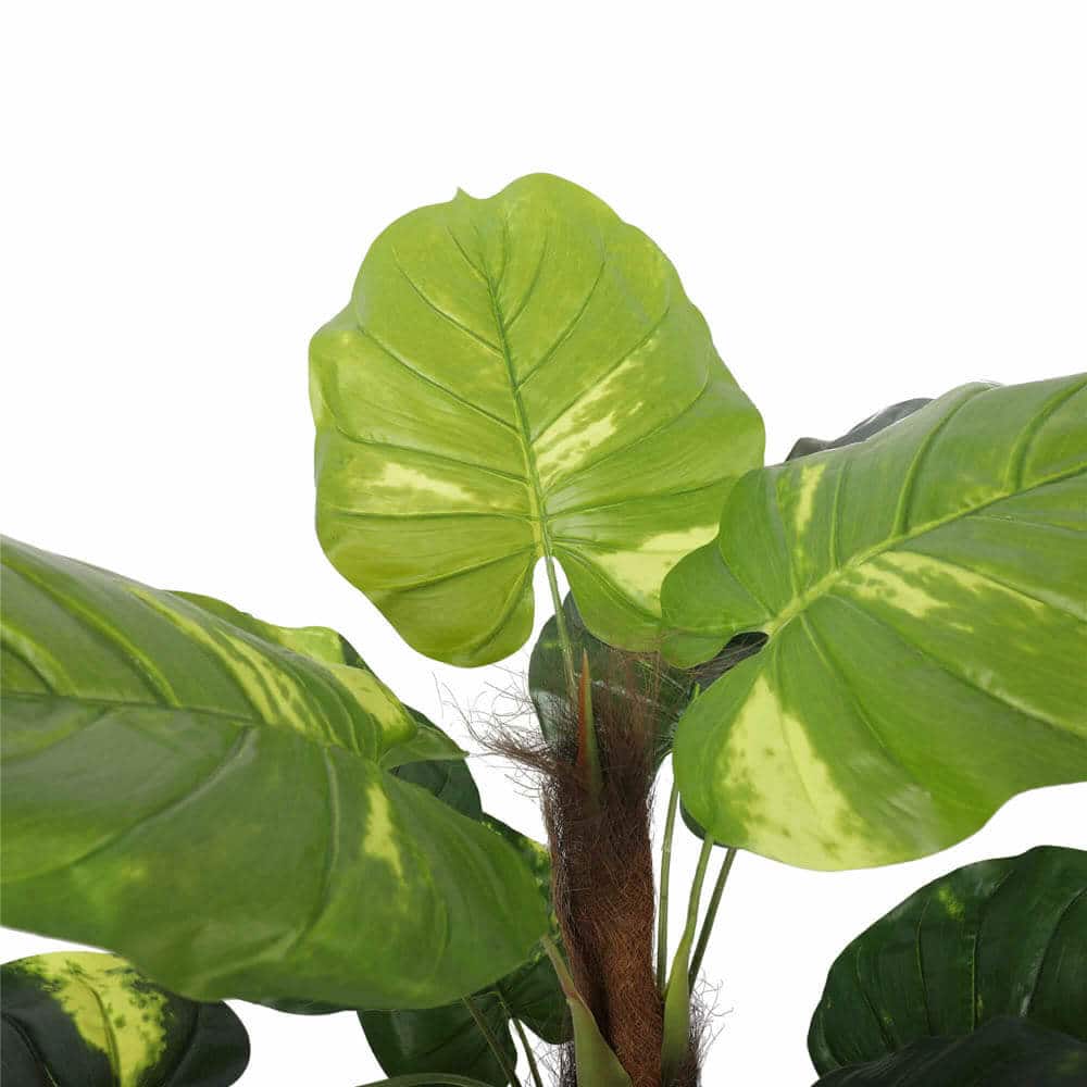 Close-up of a green leafy plant with a white background