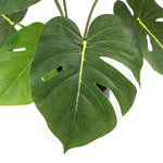 Close-up of a green leaf with a white background