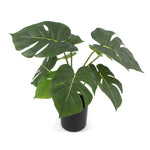 Potted plant with large green leaves on a white background