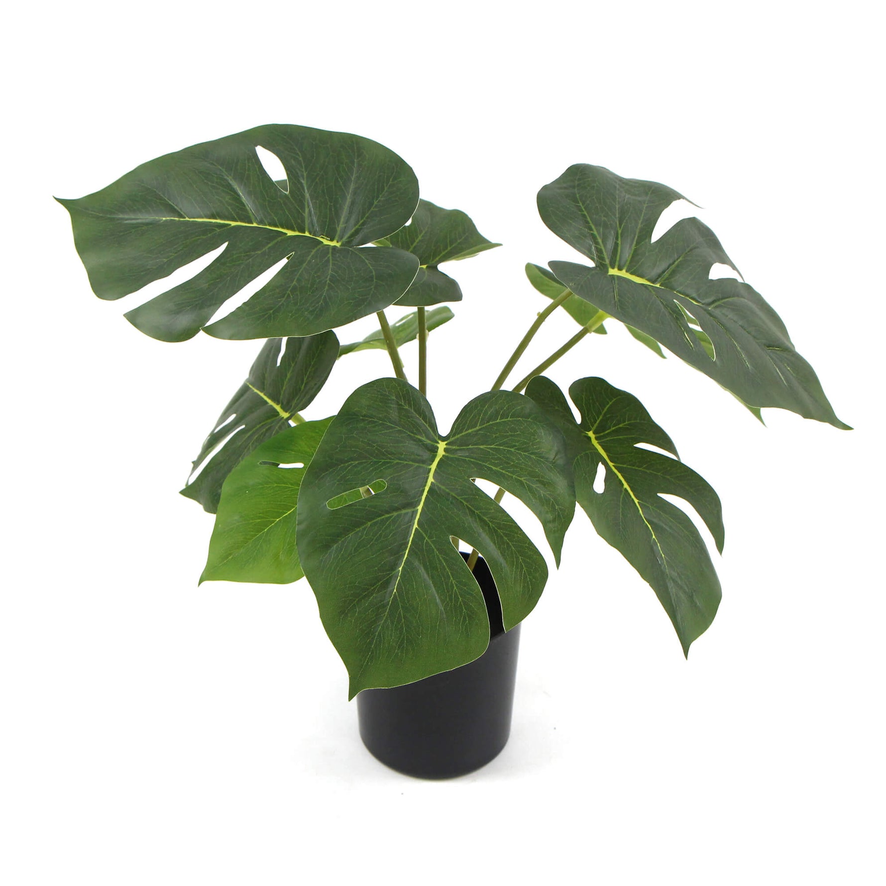 Potted plant with large green leaves on a white background