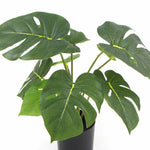 Potted Monstera plant with large green leaves on a white background
