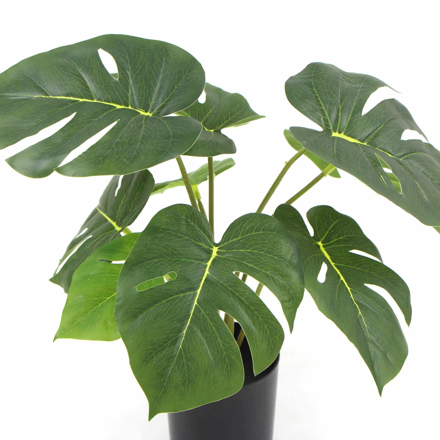 Potted Monstera plant with large green leaves on a white background