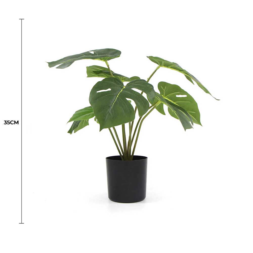 Potted plant with dimensions indicated on a white background