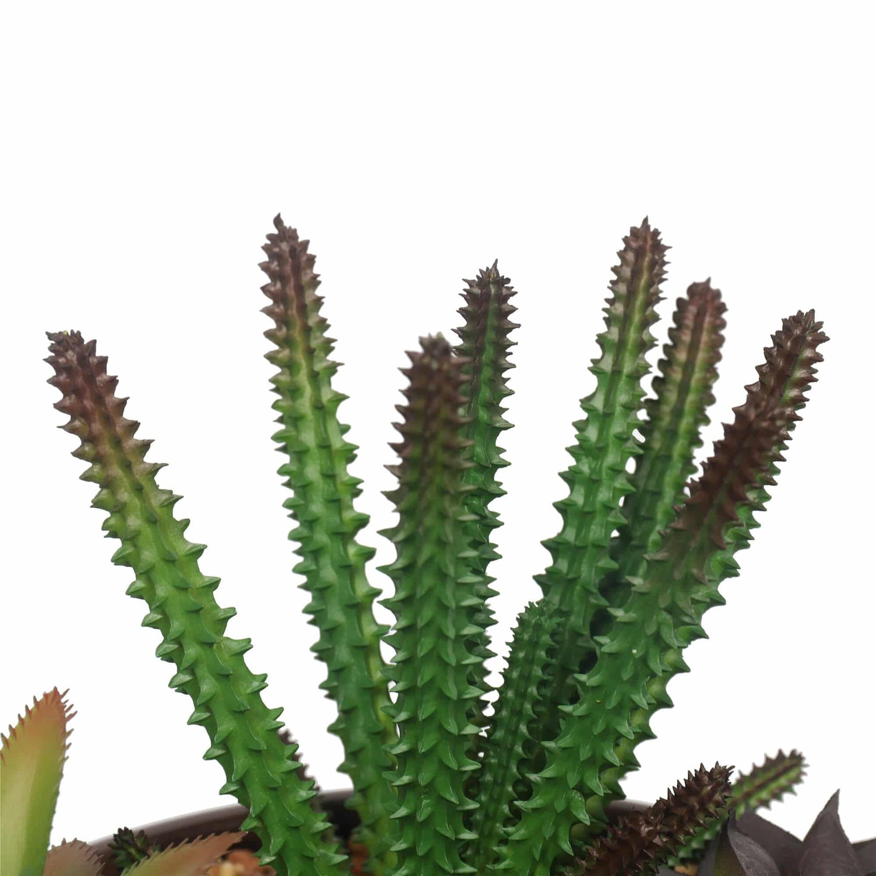 Spiky green plant with brown tips on a white background