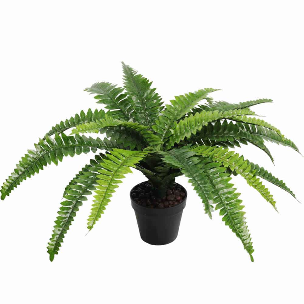 Potted fern plant on a white background