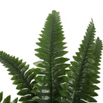 Close-up of a green fern leaf on a white background