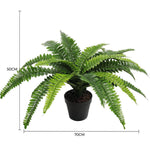 Potted fern plant with dimensions on a white background