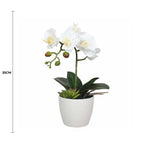 White orchid plant in a pot with a measurement label on a white background