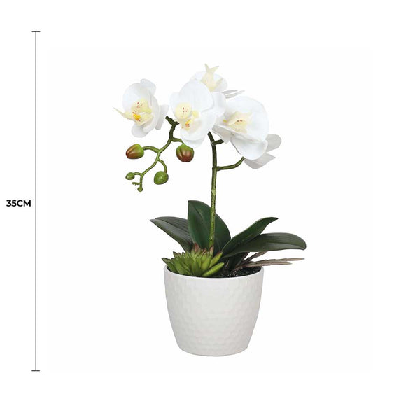 Potted Single Stem White Phalaenopsis Orchid with Decorative Pot 35cm — gallery image 5