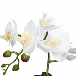 White orchid flower with green stems on a white background