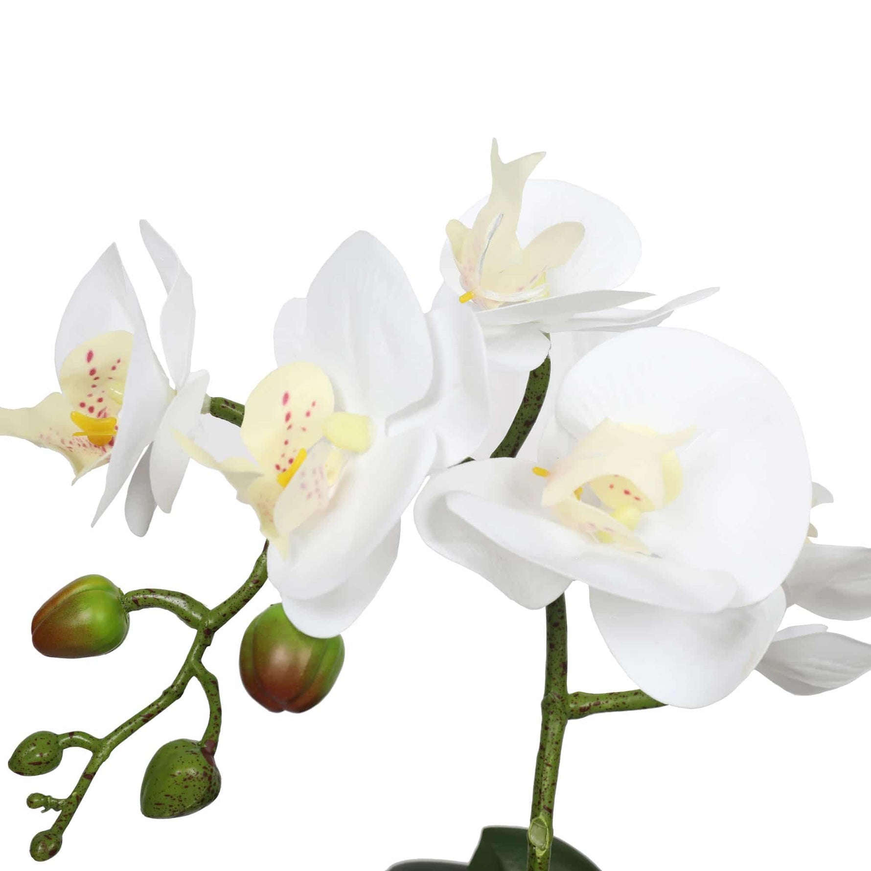 White orchid flower with green stems on a white background