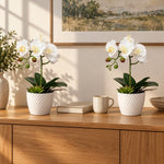 Potted Single Stem White Phalaenopsis Orchid with Decorative Pot 35cm - Designer Vertical Gardens Artificial Trees Flowering plants
