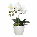 White orchid plant in a pot on a white background