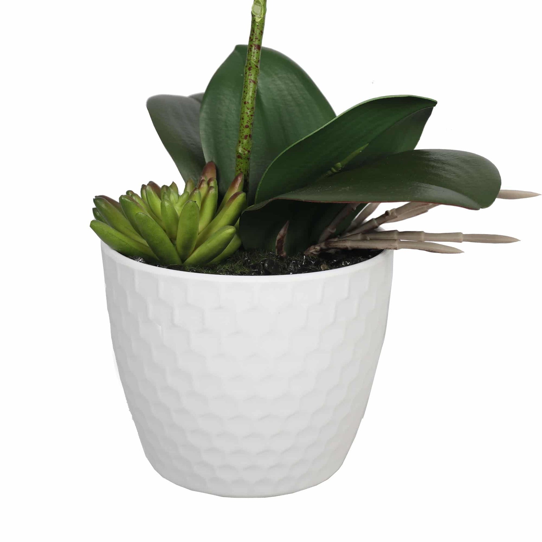 Potted plant with green leaves in a white pot on a white background