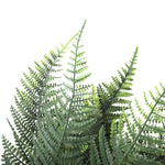 Close-up of a fern plant on a white background