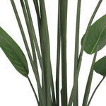 Close-up of green leaves on a white background