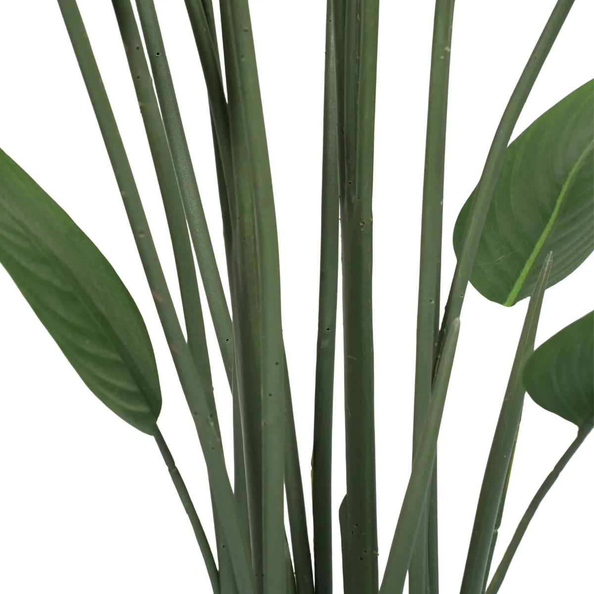 Close-up of green leaves on a white background