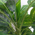 Close-up of a green leafy plant with a white background