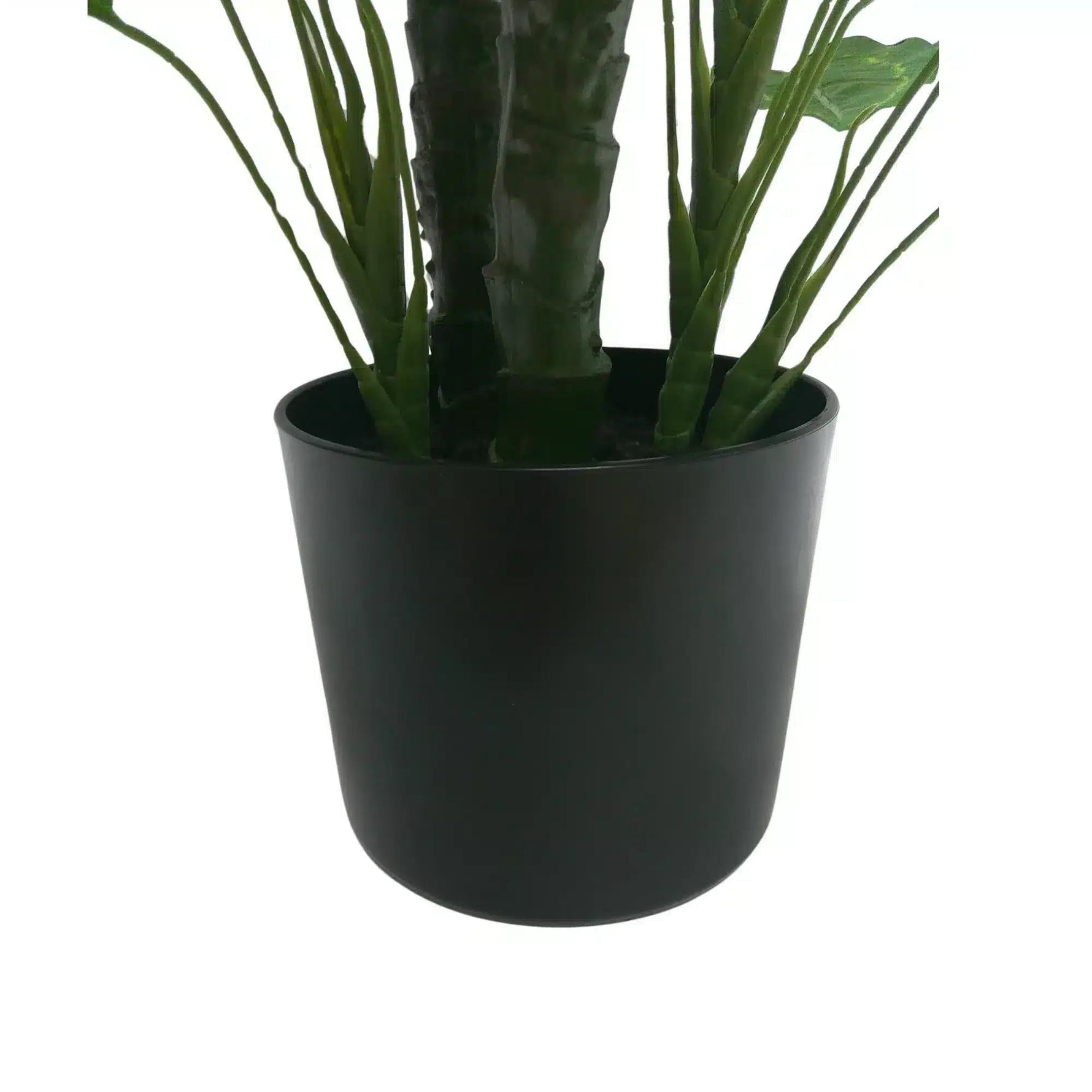 Potted plant with green leaves in a black pot on a white background