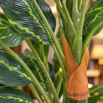Premium Artificial Cordyline Fructicosa Green / Ti Plant 90cm - Designer Vertical Gardens Artificial Shrubs and Small plants Artificial Trees